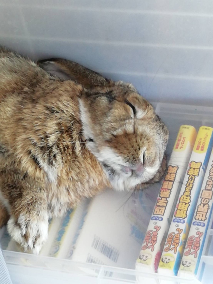 飼い主の横で眠りにつくウサギさん