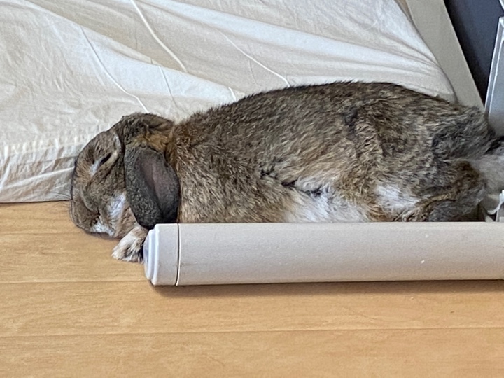 横になって寝るウサギさん