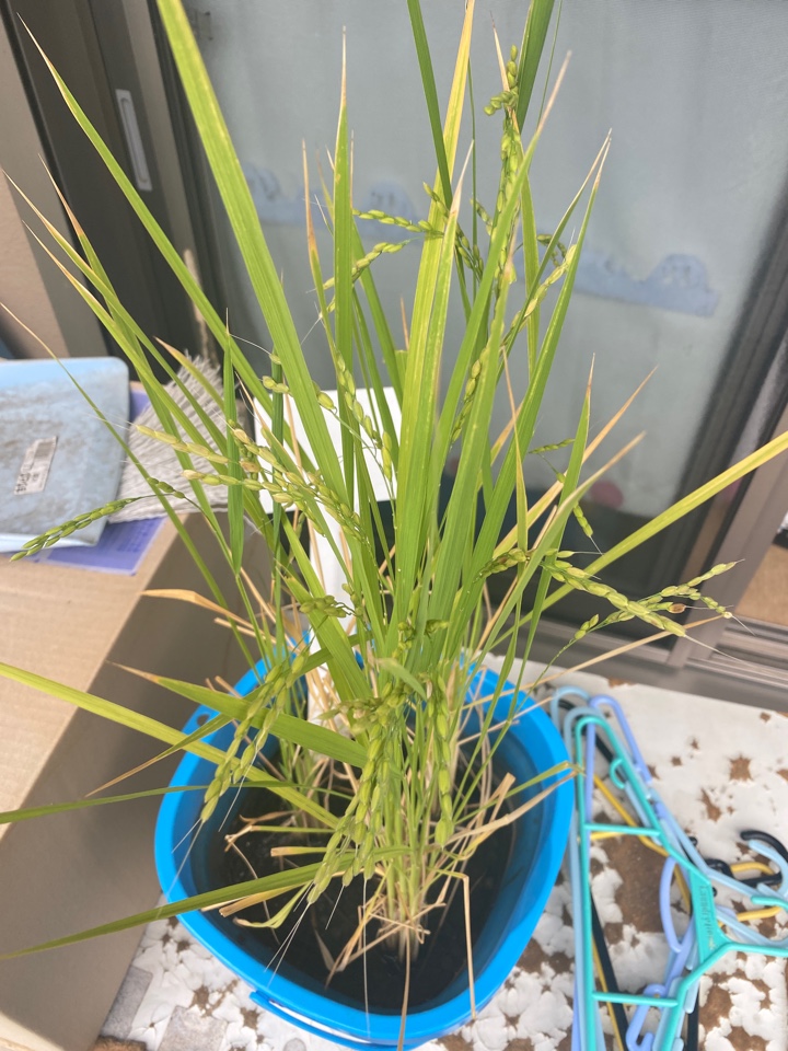 子供が育てている稲(米)