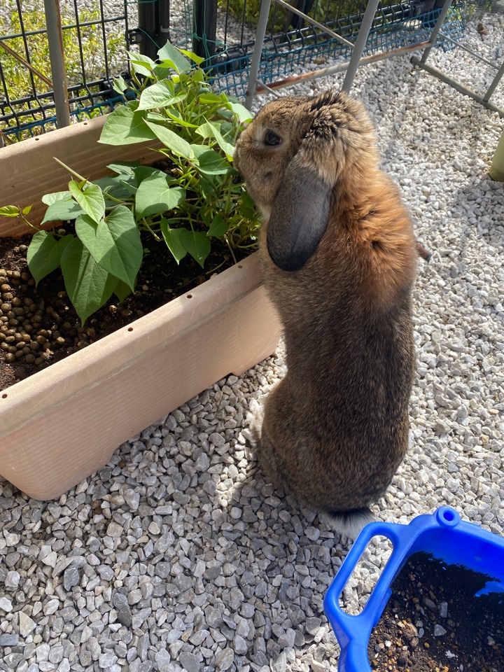 庭でさつま芋の葉を食べる兎（ウサギ）さん