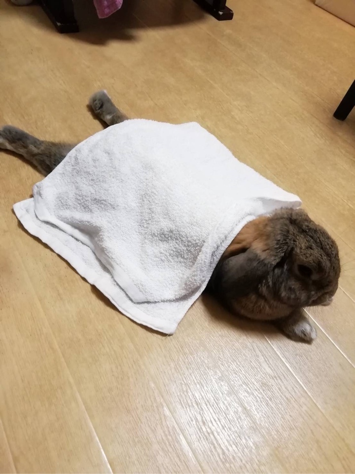 わが家のウサギさんが足を伸ばして休んでる所にタオルをかける