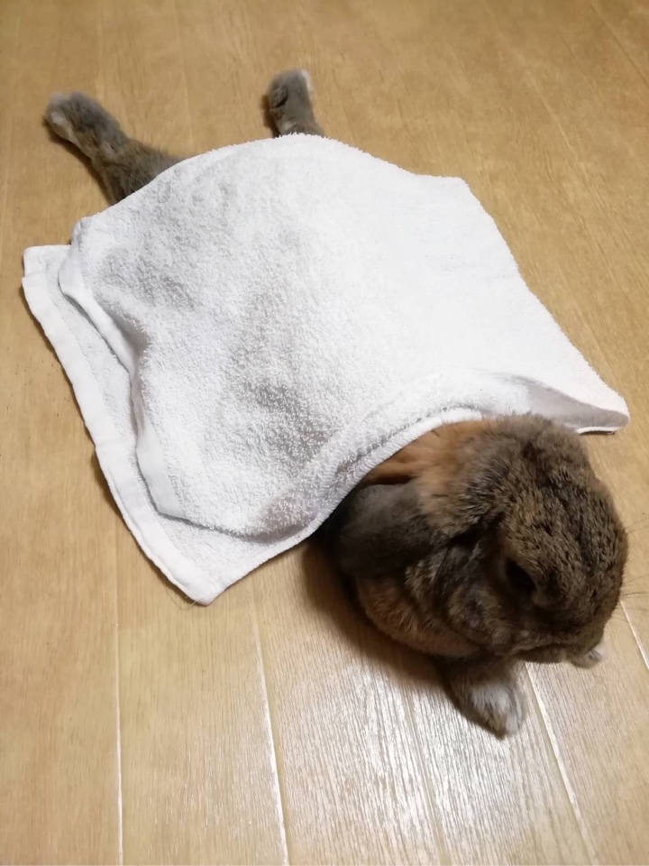 わが家のウサギさんが足を伸ばして休んでる所にタオルをかける
