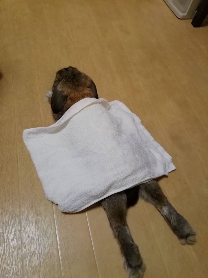 わが家のウサギさんが足を伸ばして休んでる所にタオルをかける