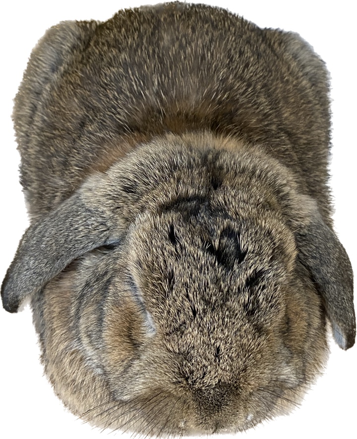 ウサギ（写真アプリで切り抜き）
