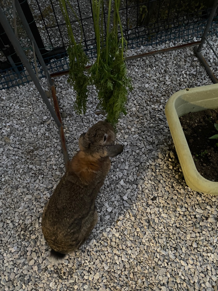 ニンジンの葉を食べるウサギさん