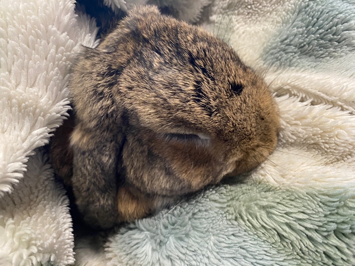 毛布で暖まるウサギさん