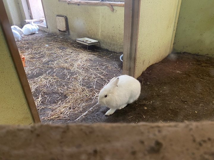 円山動物園のエゾユキウサギ（冬の白Ver）