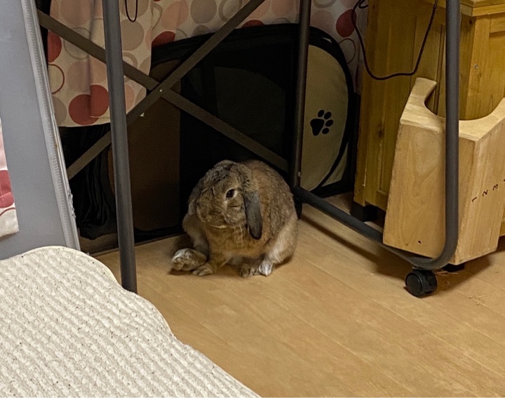 足を伸ばしたまま固まったウサギさん