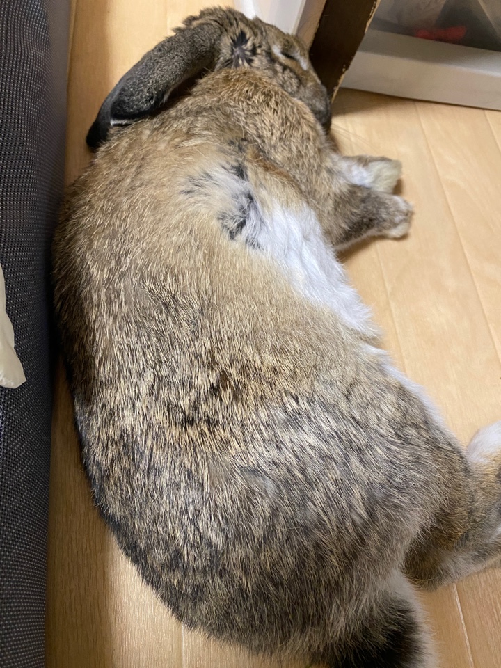 横になって寝るウサギさん
