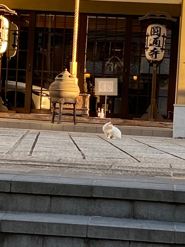 日蓮宗 佛智山 圓通寺の前にいた猫