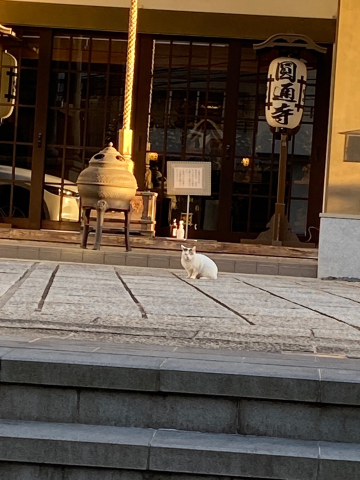日蓮宗 佛智山 圓通寺の前にいた猫