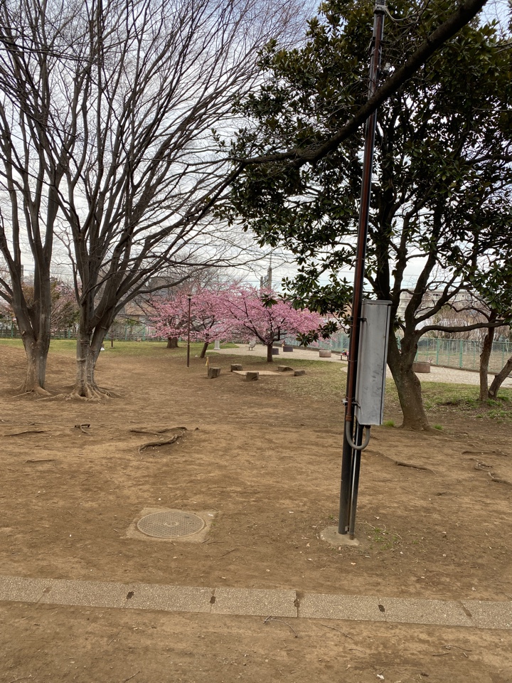 たけのこ公園の桜？ピンクの花 2023年3月1日