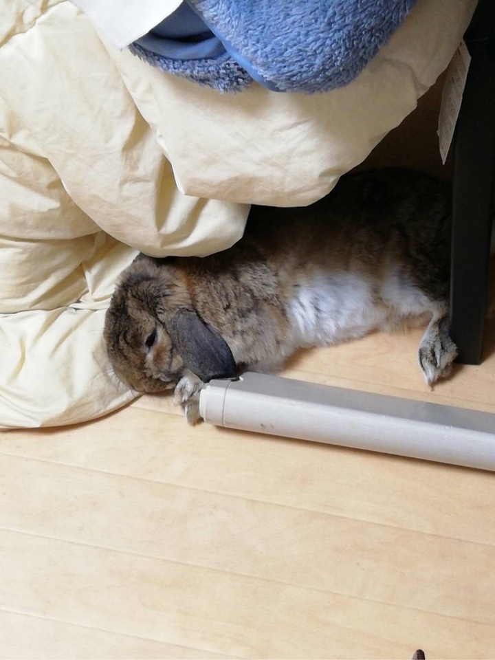 布団近くで横になるウサギさん