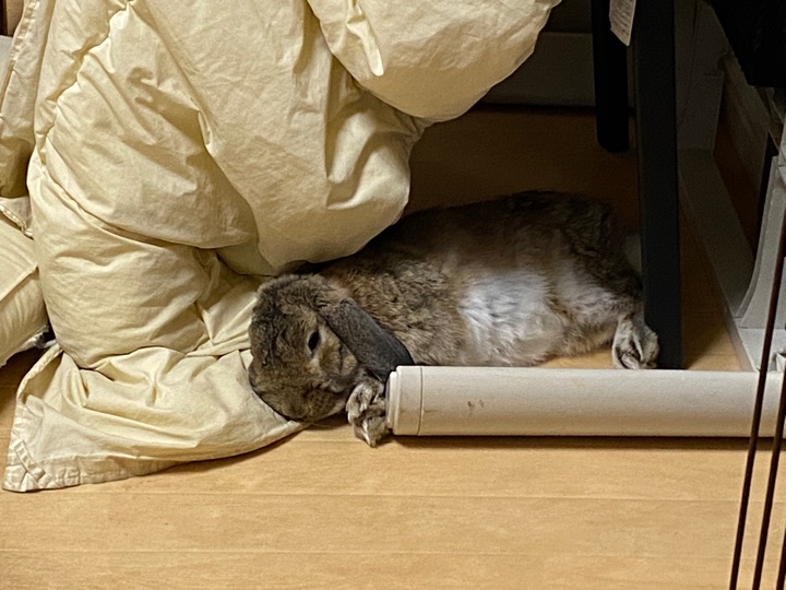 布団近くで横になるウサギさん