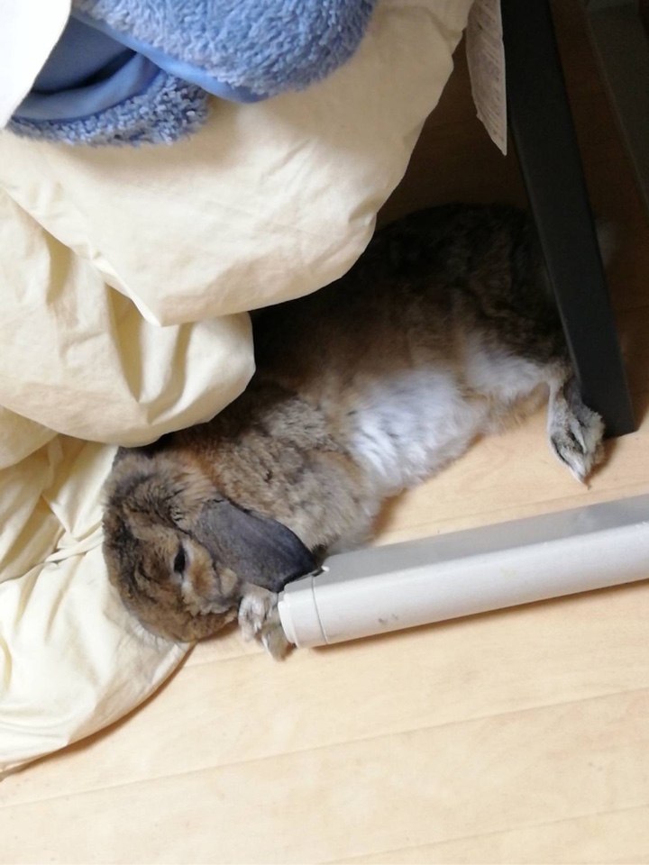 布団近くで横になるウサギさん