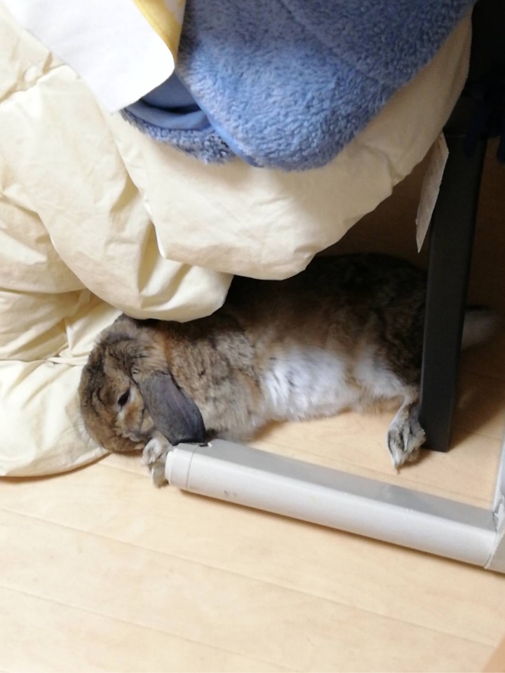 布団近くで横になるウサギさん