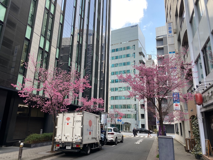 三越前（日本橋 室町）の梅