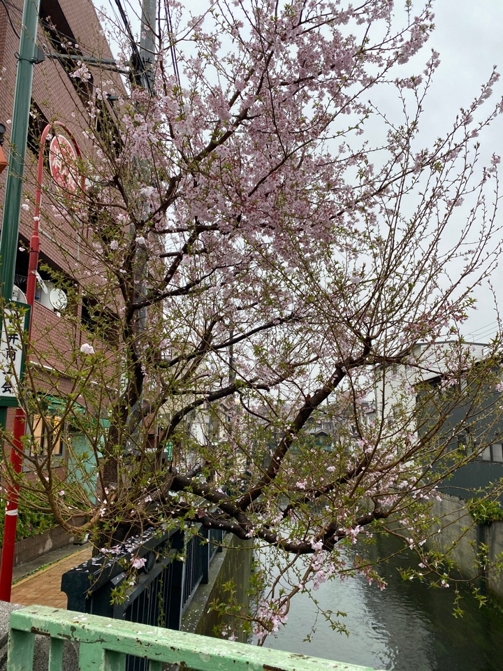 中井 寺斉橋の桜