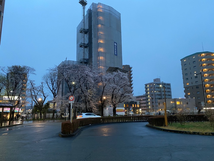 花小金井駅南口の桜