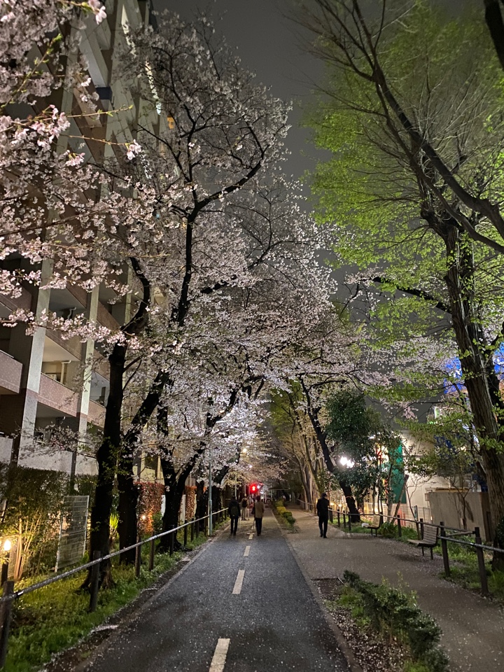 微妙な雨の花小金井南口の夜桜