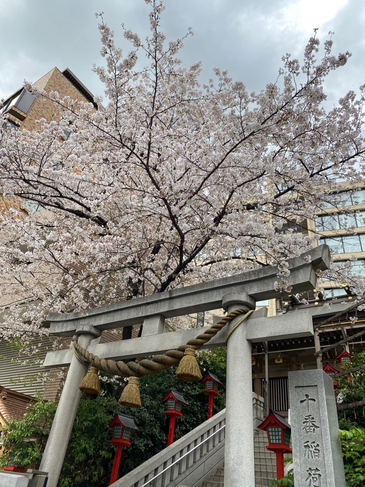 十番稲荷神社周辺の桜