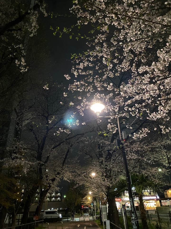 花小金井南口グリーンロードの桜