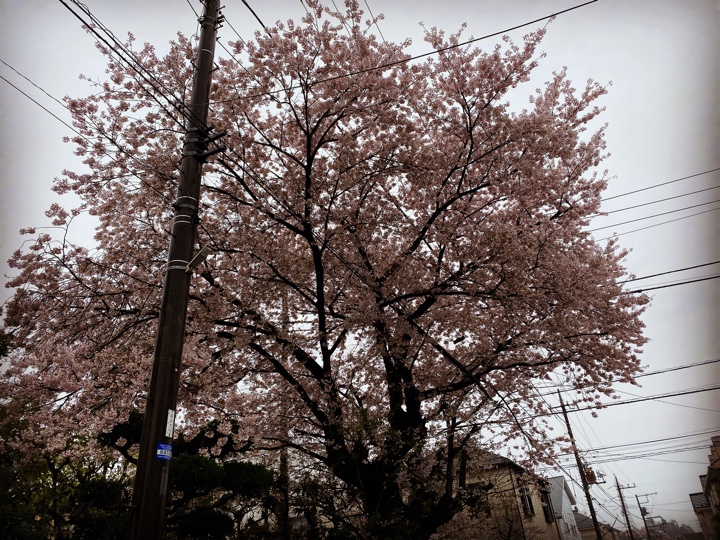 西永福駅近くの雨の中の桜