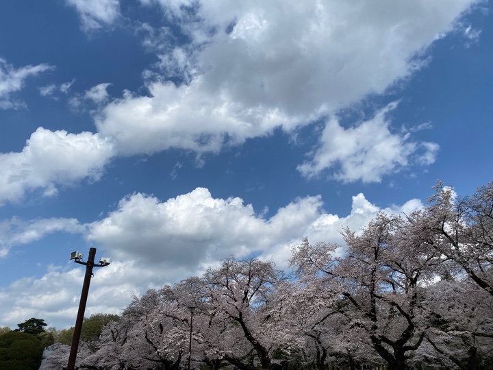 小金井公園の江戸東京たてもの園近くの桜2023