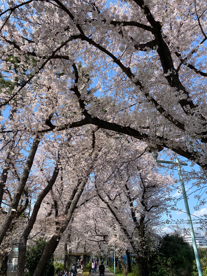 小平グリーンロード（保谷狭山自然公園自転車道線エリア）の桜