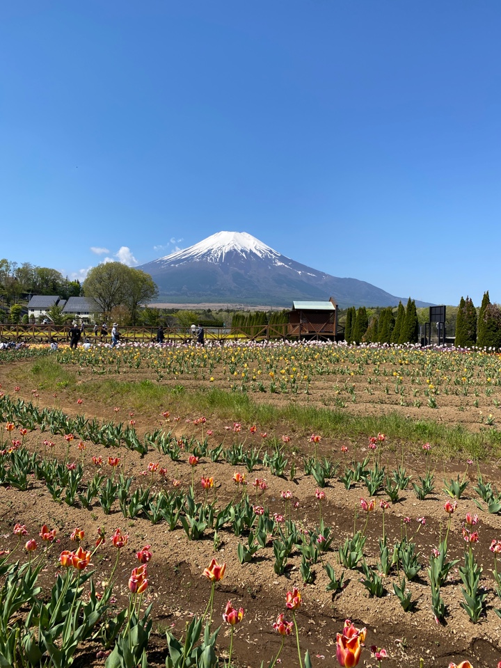 山中湖 花の都公園からの富士山