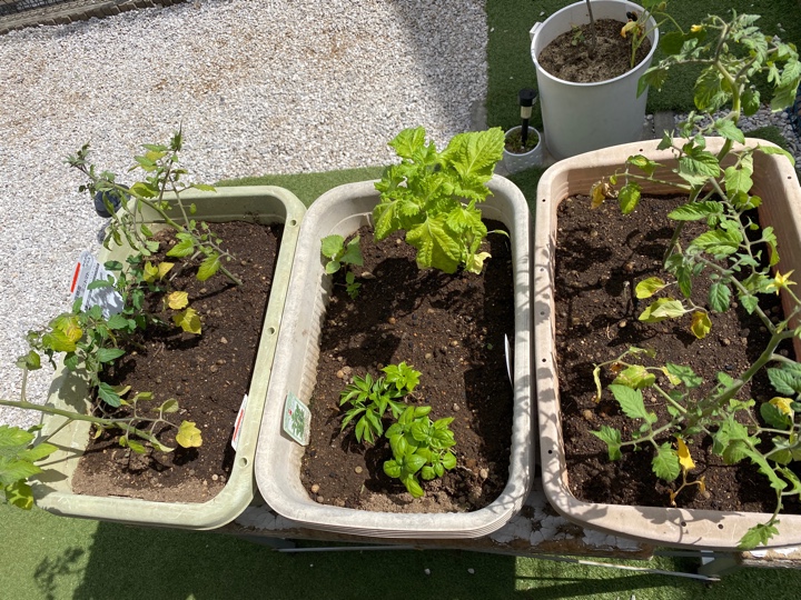 庭の花壇に新たに植えた植物や野菜