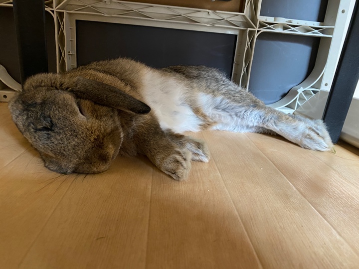 イスの下で横たわって寝るウサギさん